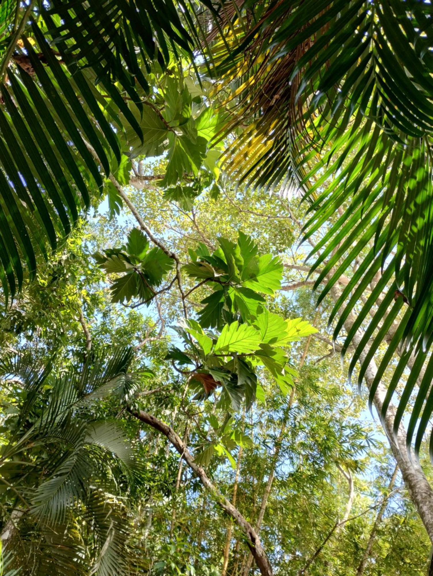 Casajungla Jacó